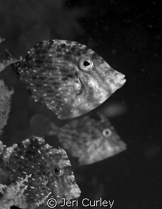 These juvenile filefish were swimming around a bouy at Bl... by Jeri Curley 